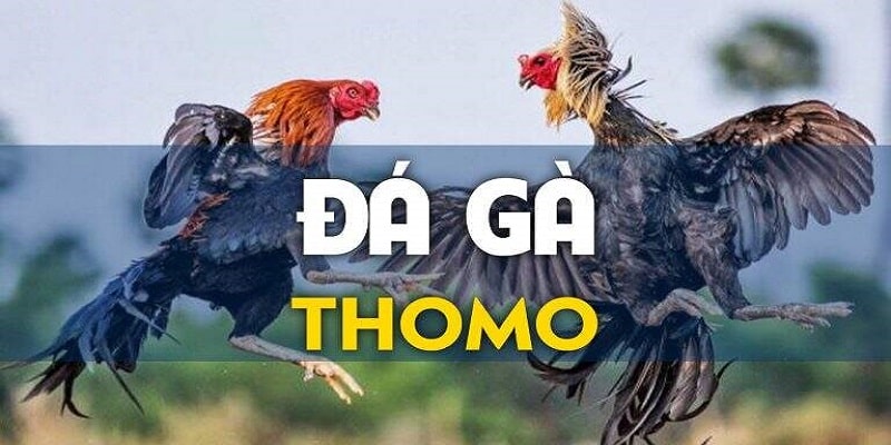 Tổng quan về đá gà Thomo