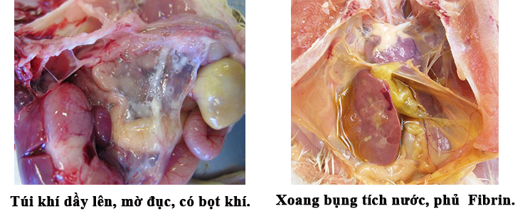 Bệnh CRD Ở Gà Nguyên Nhân, Triệu Chứng, Phòng Ngừa và Điều Trị