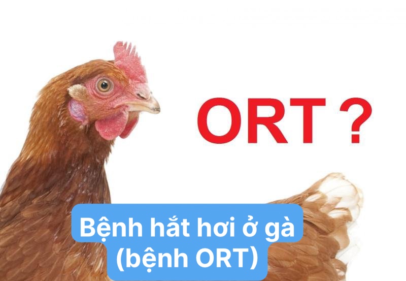 Bệnh ORT ở gà