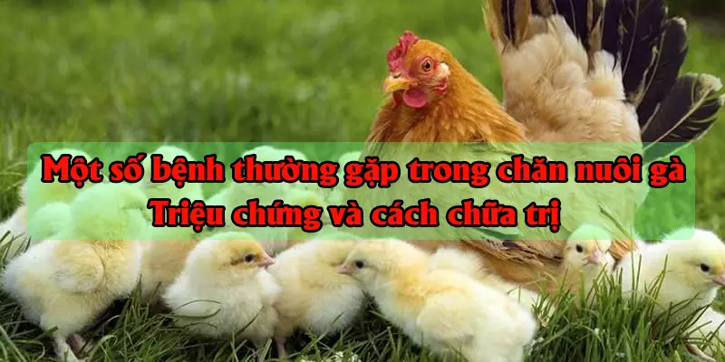 Chăn nuôi gà trắng hiệu quả cho năng suất cao