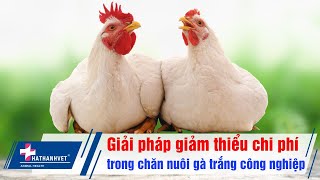 Chăn nuôi gà trắng hiệu quả cho năng suất cao