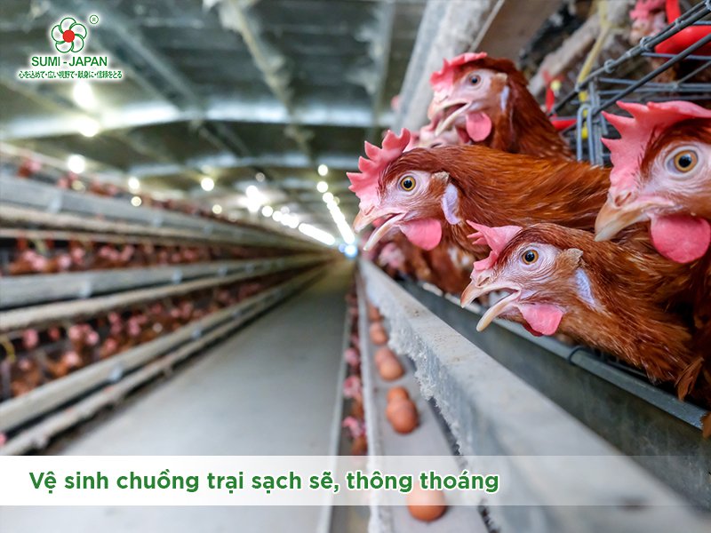 Chăn nuôi gà trong mùa nóng