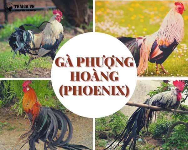 Gà Phượng Hoàng - Giống gà quý của Việt Nam