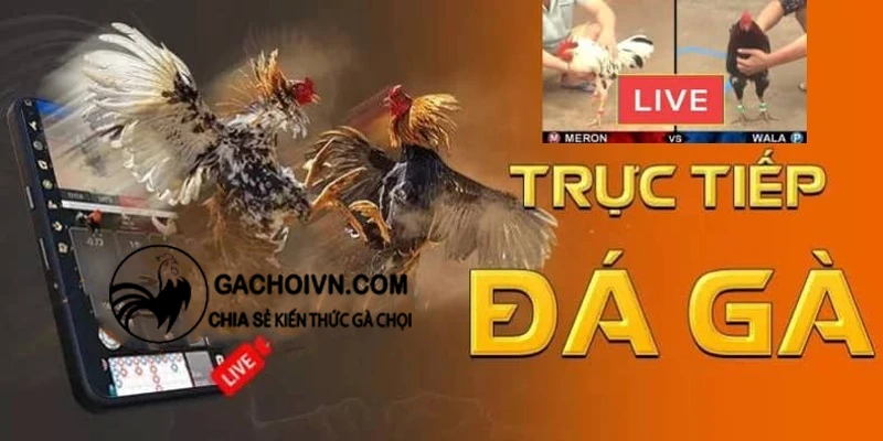 Những thông tin về đá gà trực tiếp thomo 24/7