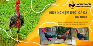 Kinh nghiệm nuôi gà chọi khỏe