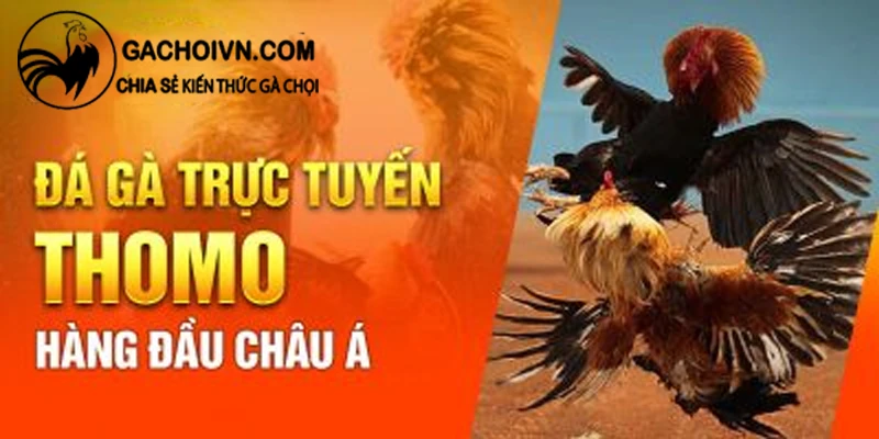 Một số hình thức đá gà trực tiếp