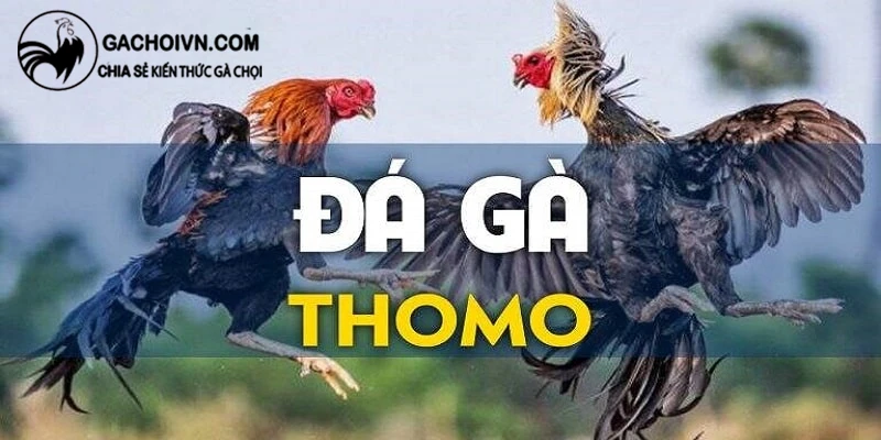 Ưu điểm và nhược điểm của đá gà Thomo